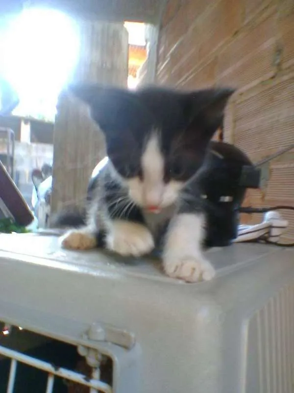 Gato raça indefinida idade 2 a 6 meses nome sem nome