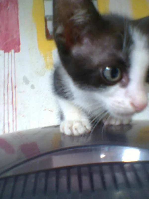 Gato raça indefinida idade 2 a 6 meses nome sem nome