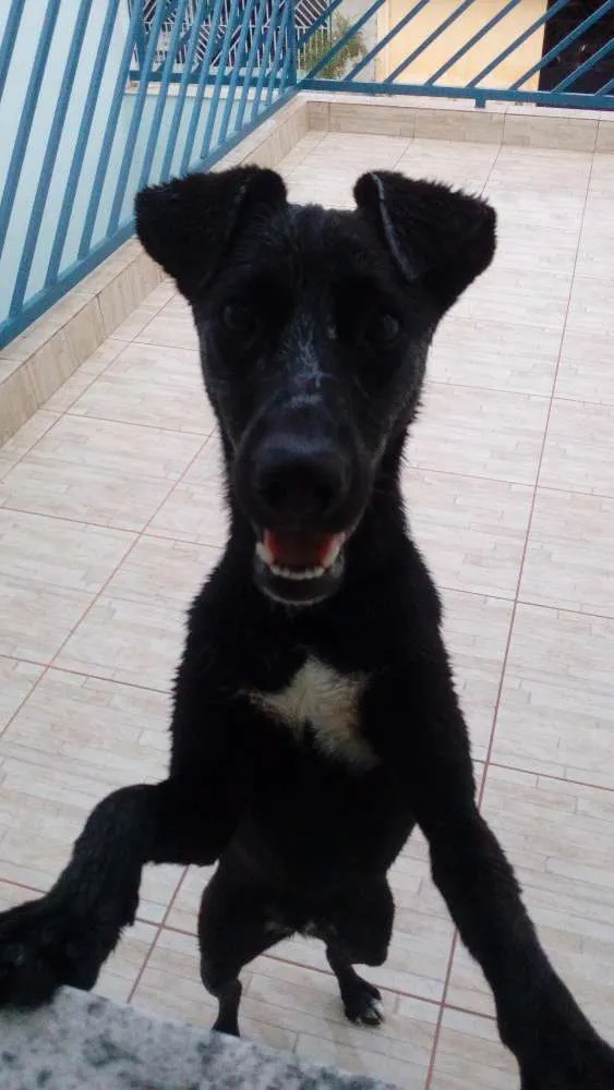 Cachorro ra a Vira lata idade 1 ano nome Angel
