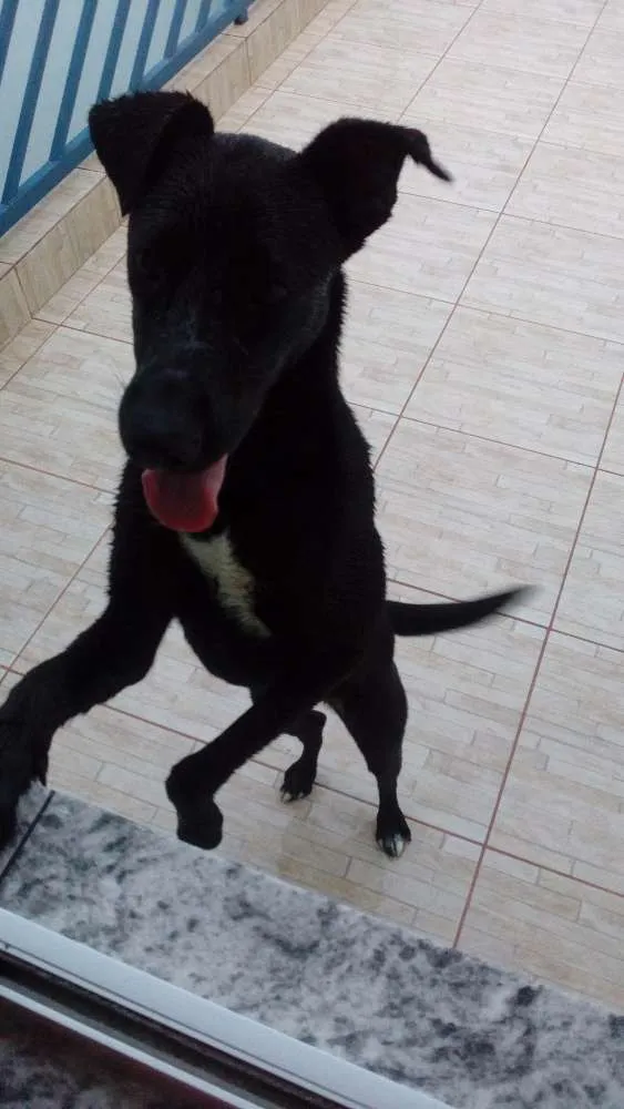 Cachorro ra a Vira lata idade 1 ano nome Angel