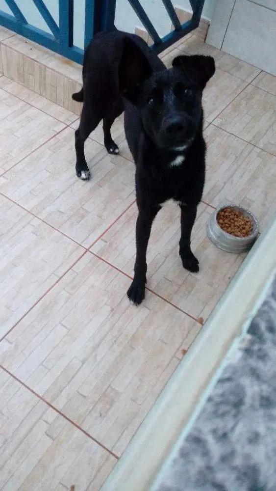 Cachorro ra a Vira lata idade 1 ano nome Angel