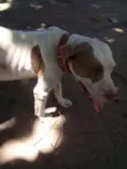 bebezão