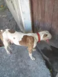 bebezão