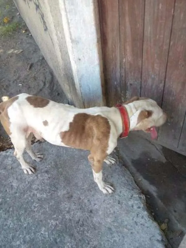 Cachorro ra a pit bull idade 7 a 11 meses nome bebezão