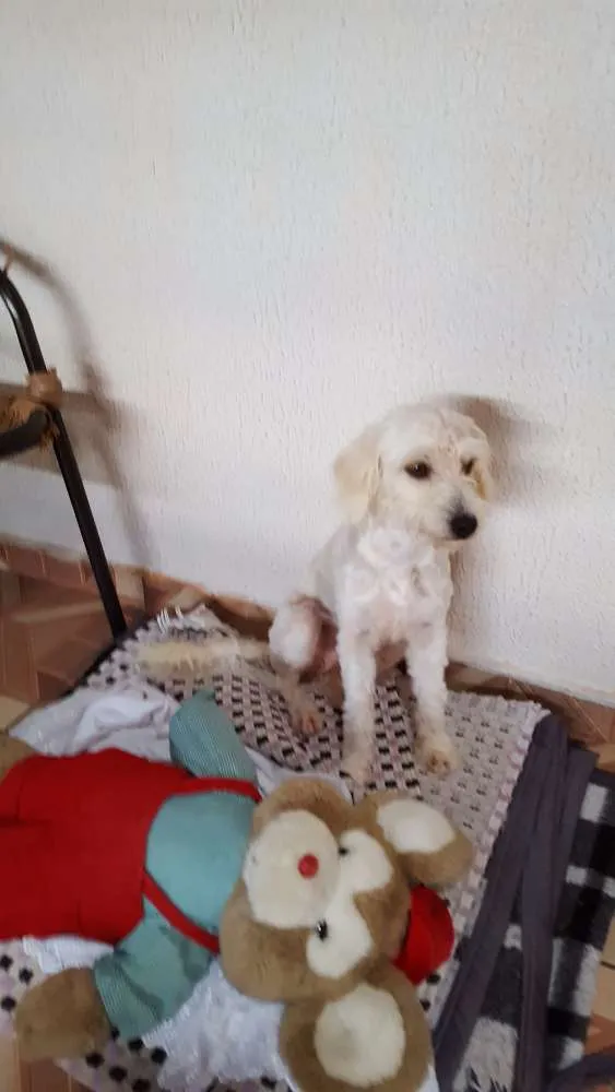 Cachorro ra a Puldo idade 1 ano nome Ainda num tem