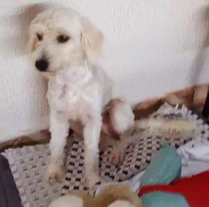 Cachorro raça Puldo idade 1 ano nome Ainda num tem