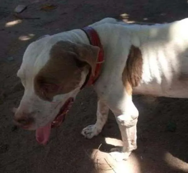 Cachorro ra a pit bull idade 7 a 11 meses nome bebezão
