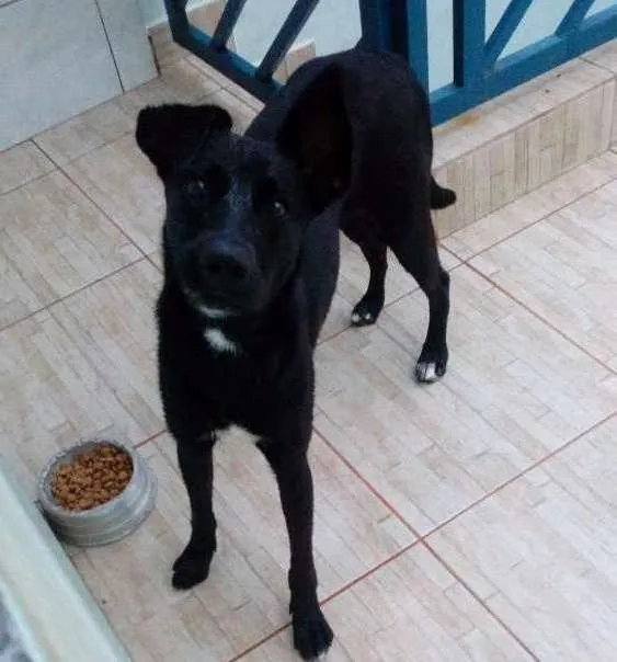 Cachorro ra a Vira lata idade 1 ano nome Angel