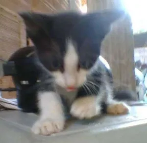 Gato raça indefinida idade 2 a 6 meses nome sem nome