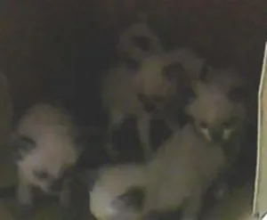 Gato raça çianes idade 2 a 6 meses nome SEM NOMES