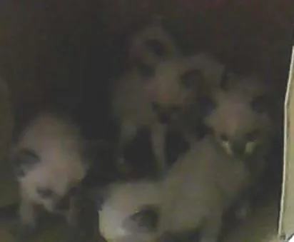 Gato ra a çianes idade 2 a 6 meses nome SEM NOMES