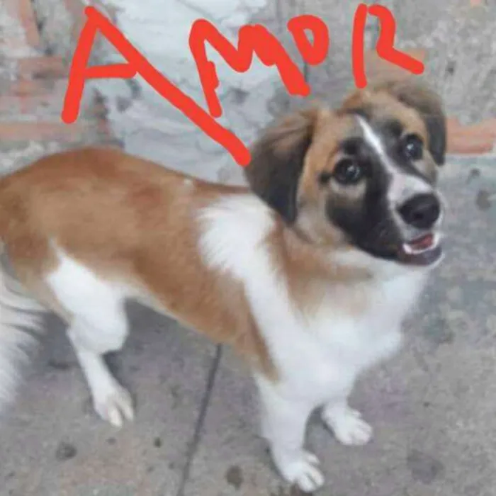 Cachorro ra a Nao e de raca idade 1 ano nome LAYLA
