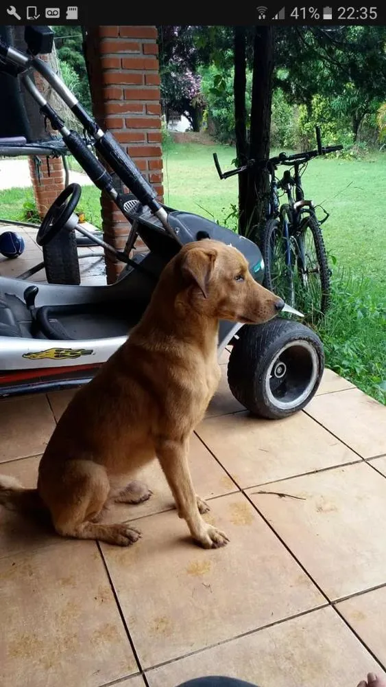 Cachorro ra a Vira-Lata idade 5 anos nome Nero