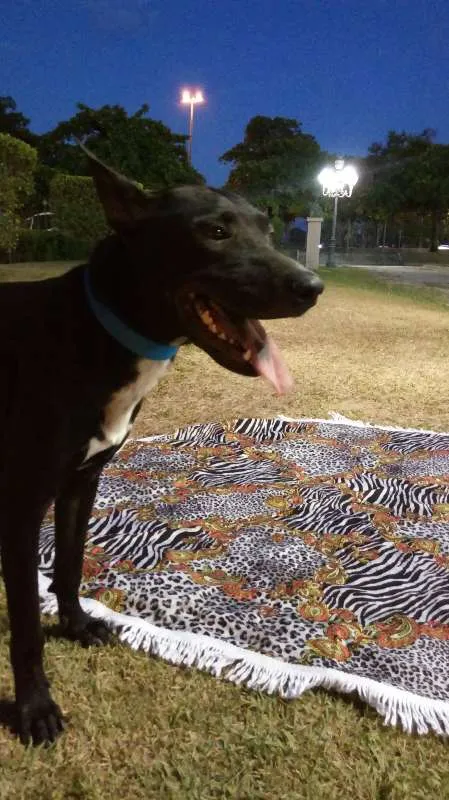 Cachorro ra a Pit bull misturado  idade 1 ano nome Black