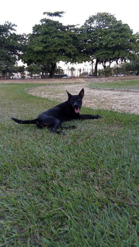 Cachorro ra a Pit bull misturado  idade 1 ano nome Black