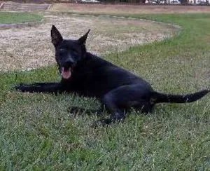 Cachorro raça Pit bull misturado  idade 1 ano nome Black