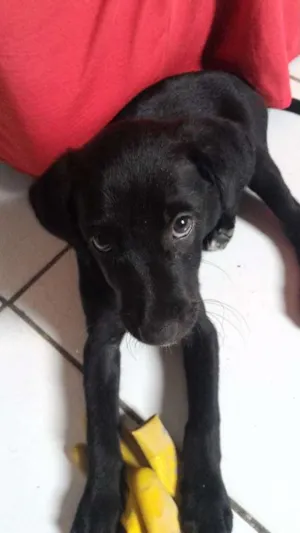 Cachorro raça Misturada  idade 2 a 6 meses nome Lila