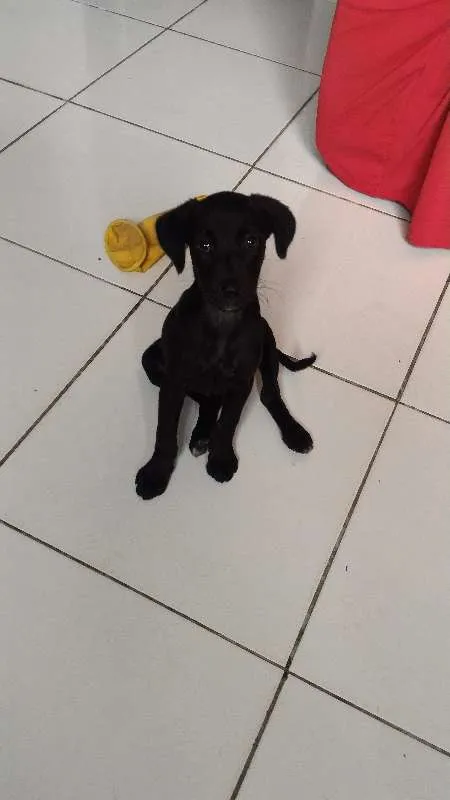 Cachorro raça Misturada  idade 2 a 6 meses nome Lila