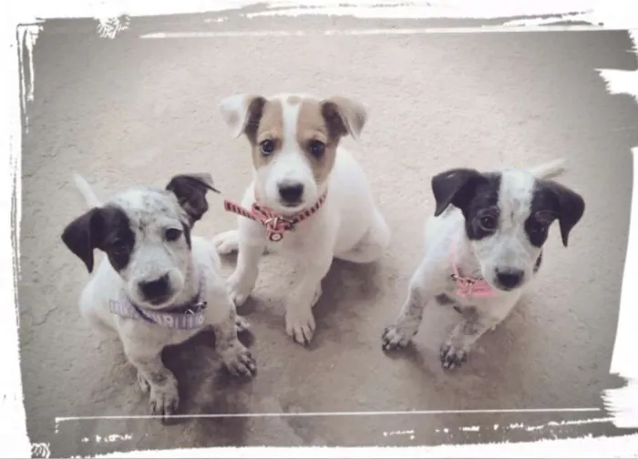 Cachorro ra a Mistura idade Abaixo de 2 meses nome Belinha, Mel e Pati