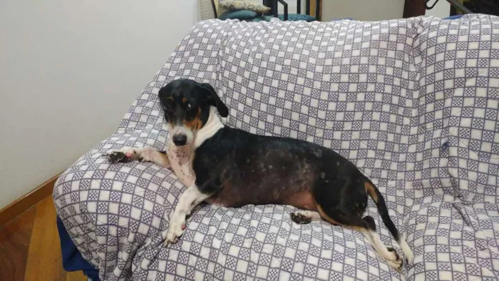 Cachorro raça Dachshund idade 5 anos nome Mike