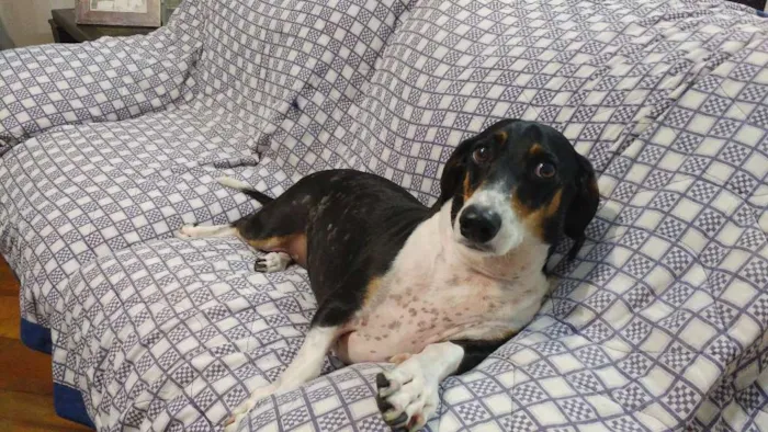 Cachorro raça Dachshund idade 5 anos nome Mike