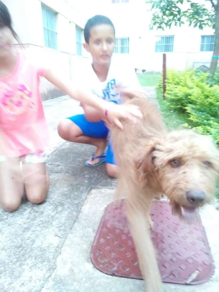 Cachorro ra a Poodle  idade 7 a 11 meses nome Snopy