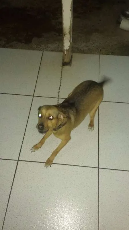 Cachorro ra a Vira lata com Beagle idade 3 anos nome Nina