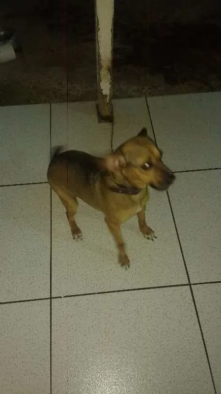 Cachorro ra a Vira lata com Beagle idade 3 anos nome Nina