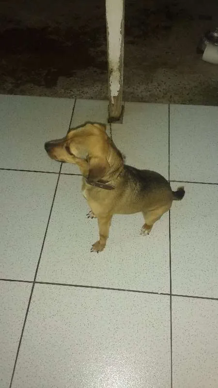 Cachorro ra a Vira lata com Beagle idade 3 anos nome Nina