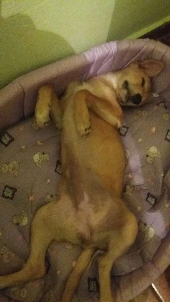 Cachorro raça Indefinida idade 2 a 6 meses nome Mell