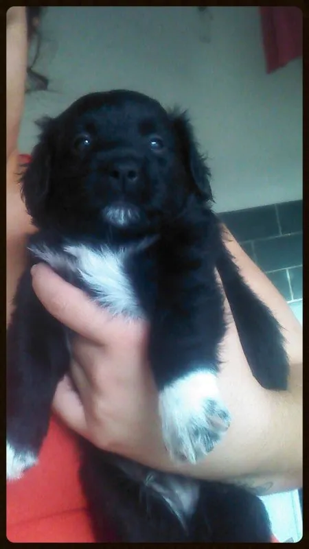 Cachorro ra a SRD idade Abaixo de 2 meses nome Amigos