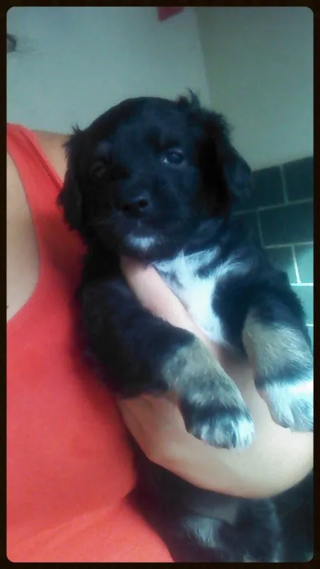 Cachorro ra a SRD idade Abaixo de 2 meses nome Amigos