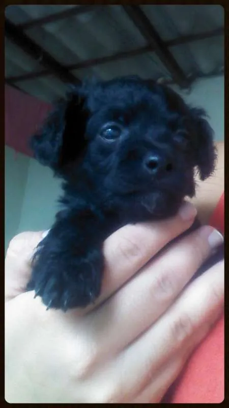 Cachorro ra a SRD idade Abaixo de 2 meses nome Amigos