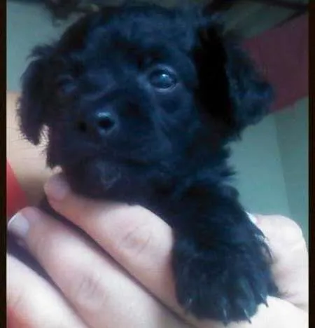 Cachorro ra a SRD idade Abaixo de 2 meses nome Amigos