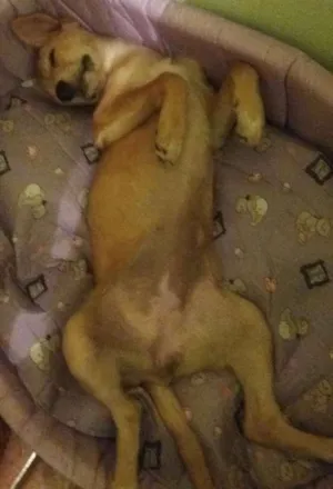 Cachorro raça Indefinida idade 2 a 6 meses nome Mell