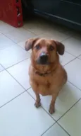Cookie