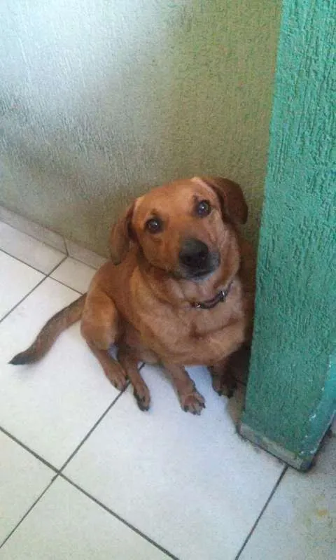 Cachorro ra a SRD idade 3 anos nome Cookie
