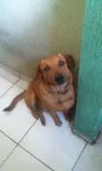 Cookie
