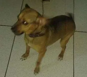 Cachorro raça Vira lata com Beagle idade 3 anos nome Nina