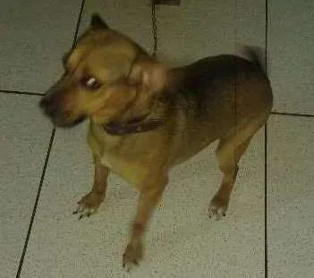 Cachorro ra a Vira lata com Beagle idade 3 anos nome Nina