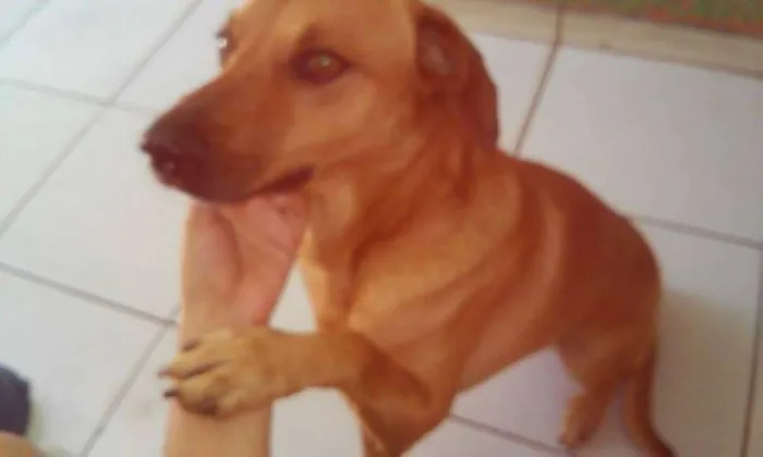 Cachorro ra a SRD idade 3 anos nome Cookie