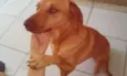 Cookie