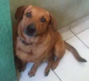 Cachorro raça SRD idade 3 anos nome Cookie