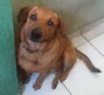 Cookie