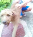 Snopy