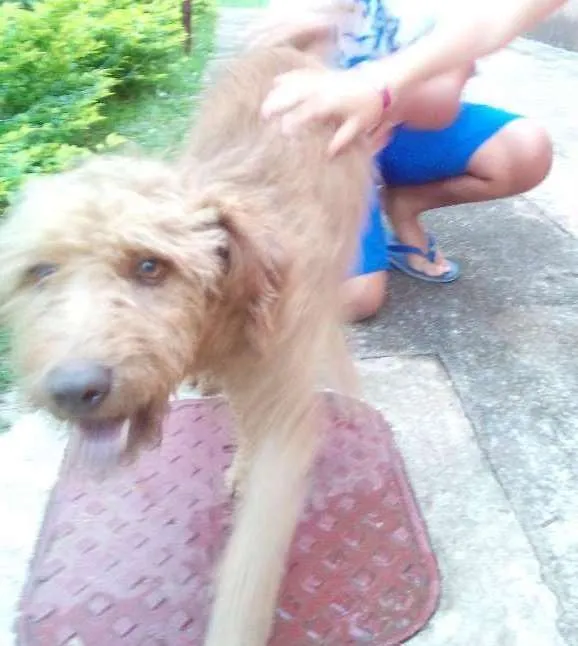 Cachorro ra a Poodle  idade 7 a 11 meses nome Snopy