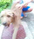 Snopy