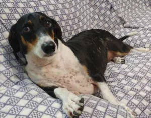 Cachorro raça Dachshund idade 5 anos nome Mike