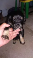 Fofos