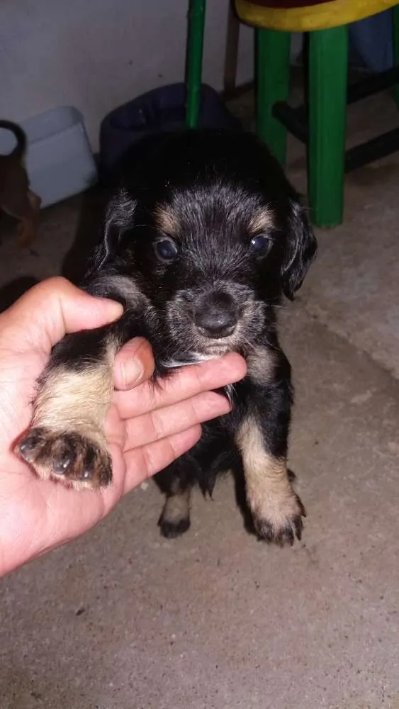 Cachorro ra a Srd idade Abaixo de 2 meses nome Fofos